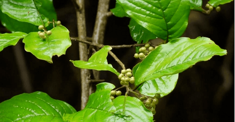 Ayurvedik bitki Vidanga - bağırsaklardaki parazitlere karşı güçlü bir araç